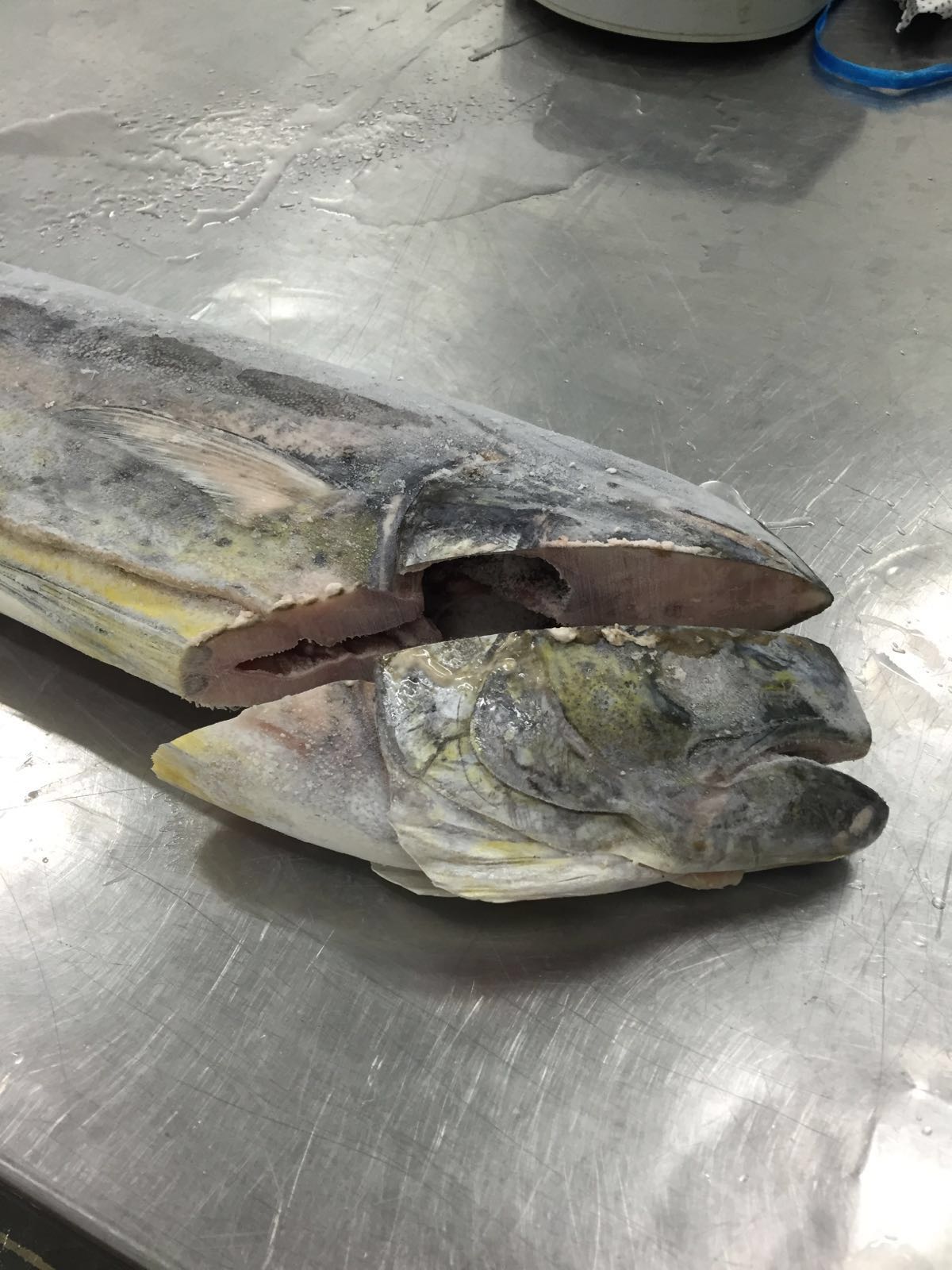 Mahi Mahi